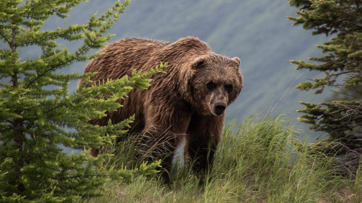 A Navy veteran went head to head with a grizzly bear in Montana (not the one pictured) and lived to tell the tale. 