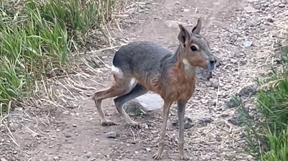 An “exotic” rabbit-deer-looking creature native to South America was spotted roaming around a Colorado park, and wildlife officials have some clues as to how it may have ended up there.