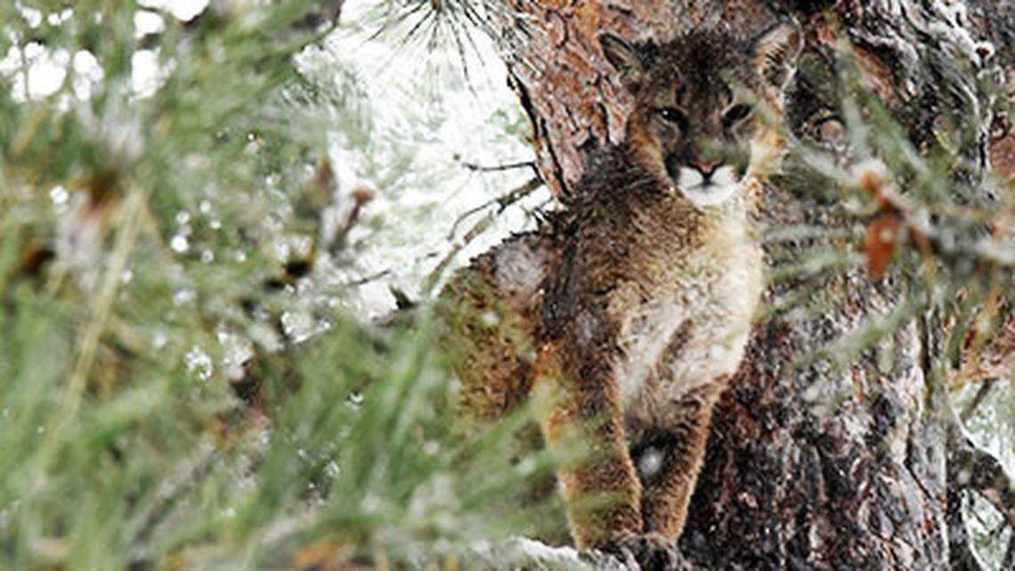 Wildlife officials killed a mountain lion they suspected of attacking goats — and a pet dog — in Colorado.