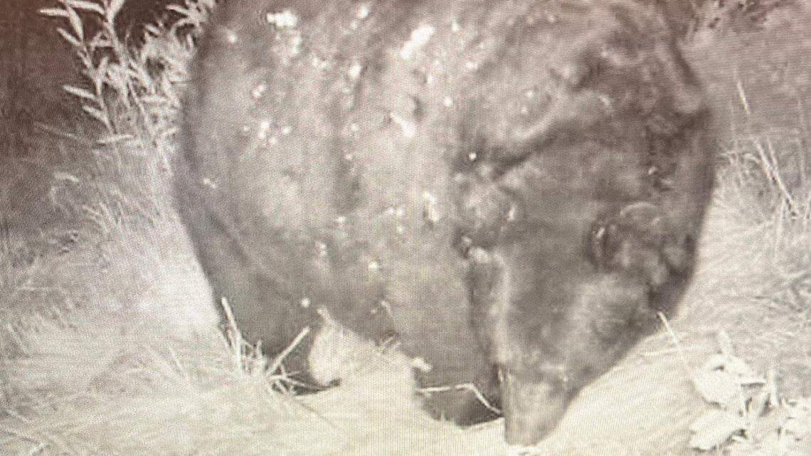 A massive bear was spotted foraging for even more food to gorge itself on in Colorado, photo and video shows.