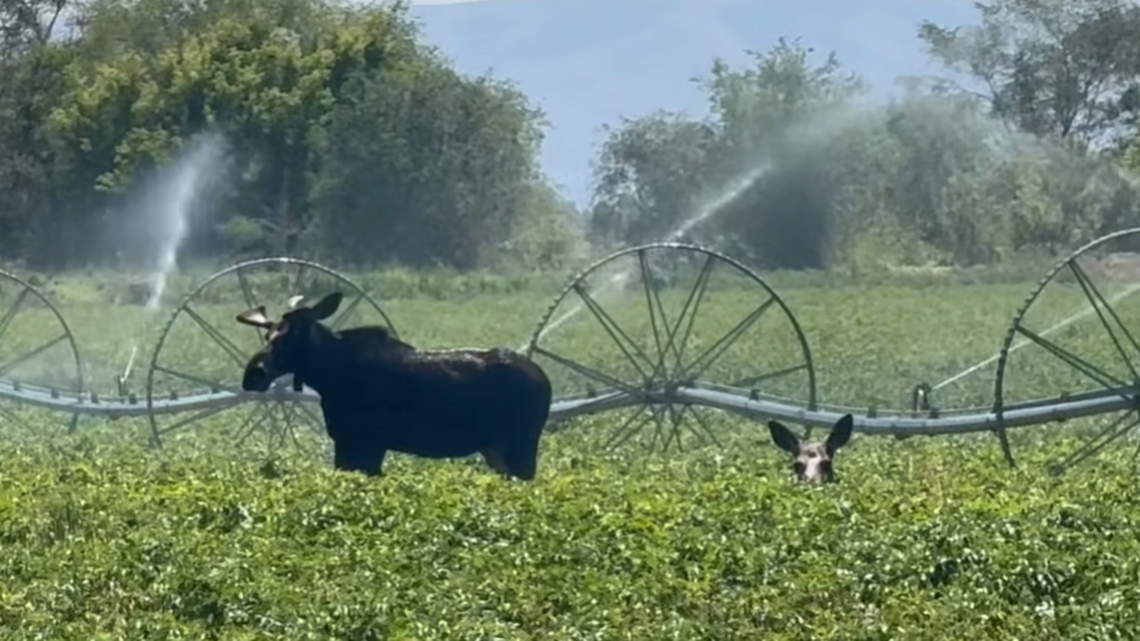 Two moose were caught on camera July 22 in Blackfoot, Idaho.