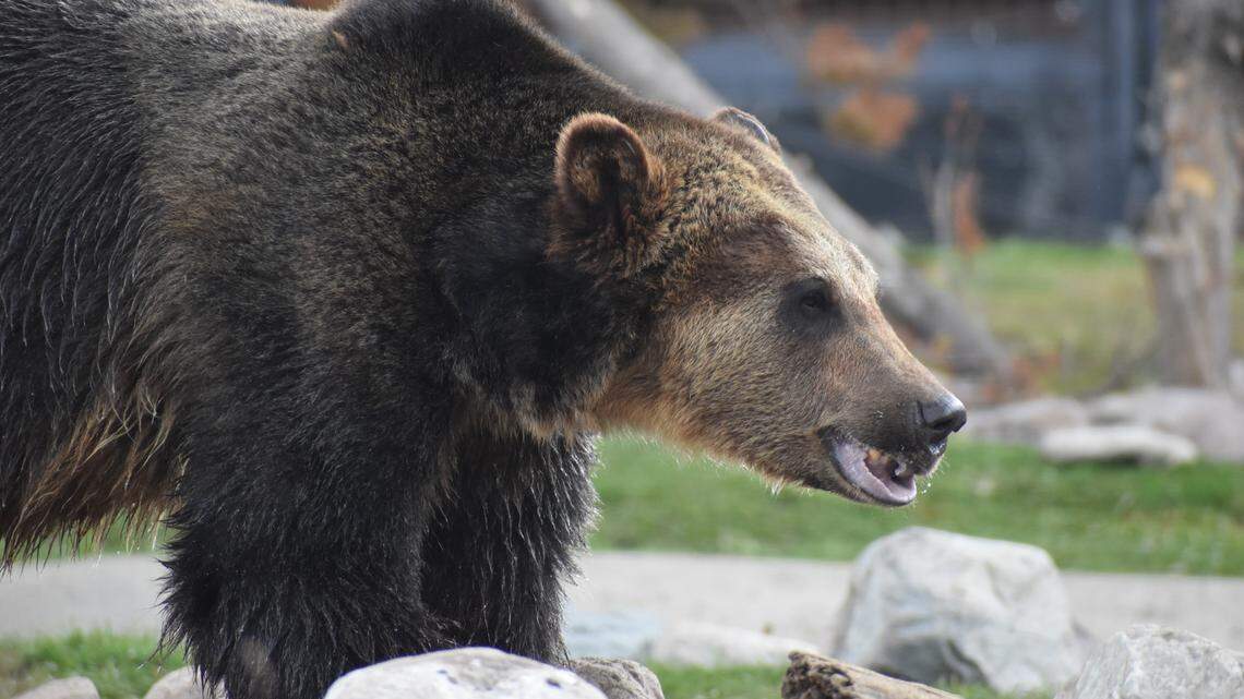 Video shows a grizzly running for its life in Yellowstone National Park — but what from?