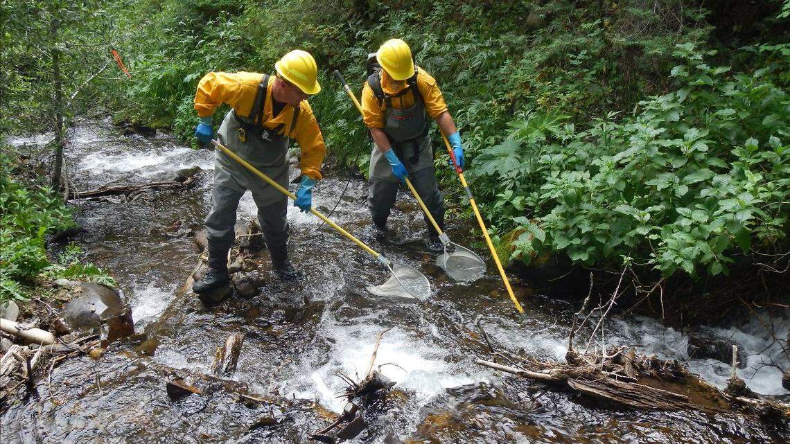 Rare species found ‘thriving’ in streams after rescue from wildfires. ‘Huge milestone’