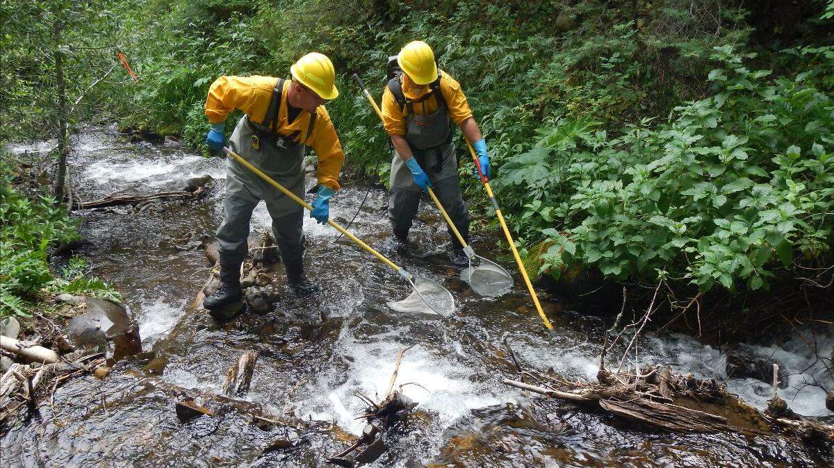 Aquatic biologists found evidence of an exceptionally rare species thriving in Colorado streams after wildlife officials rescued it from being wiped out in 2016.
