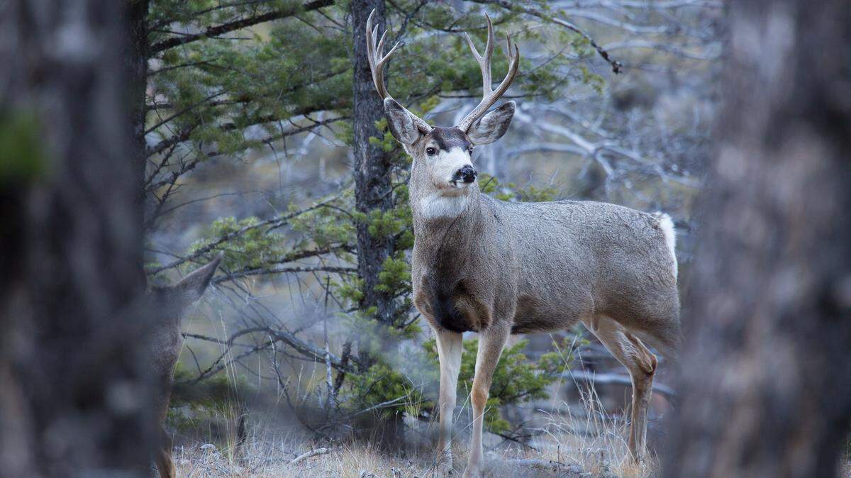 Wildlife conservation officials estimate about 10-15% of the mule deer near Cody — which migrate into southeast Yellowstone during the summer — are infected.