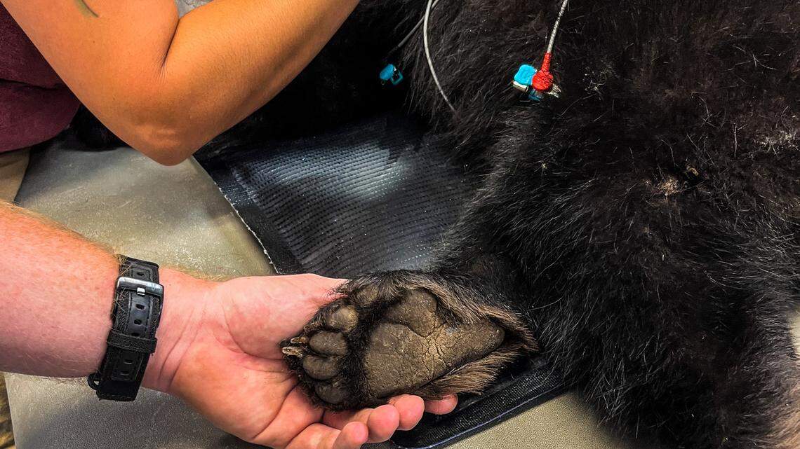 A clever little bear cub orphan chose the perfect place to rest, overlooking a Colorado Springs zoo.