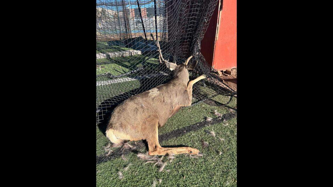 A badly tangled buck was exhausted from trying to free itself from sports netting at a Colorado high school, photos show.