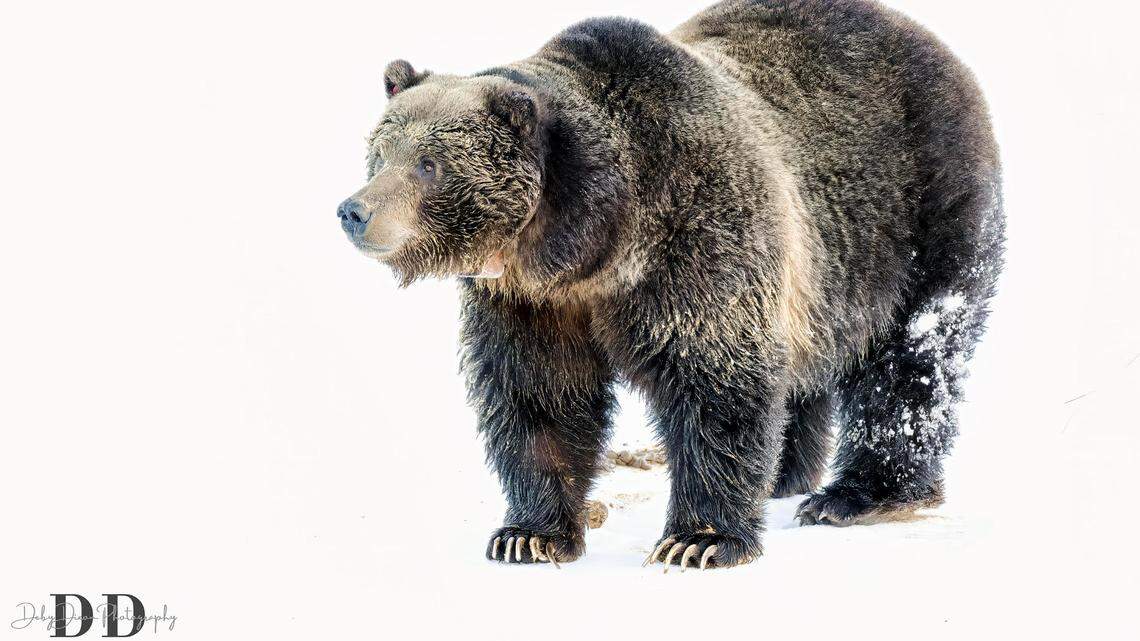 Wildlife officials said they killed a food-conditioned grizzly in a Montana river, then cut off its head and paws and left the carcass in the river.