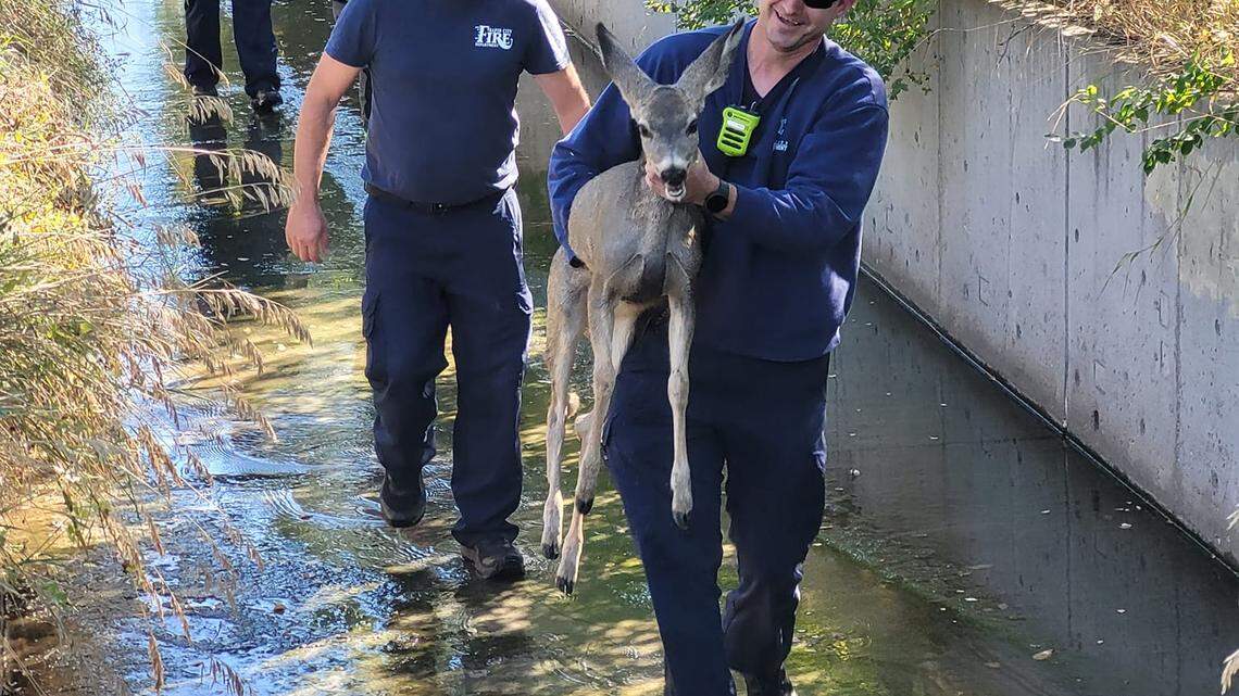 Firefighters helped a mule deer fawn out of a drainage culvert it was trapped in as the mom deer kept a watchful eye nearby.