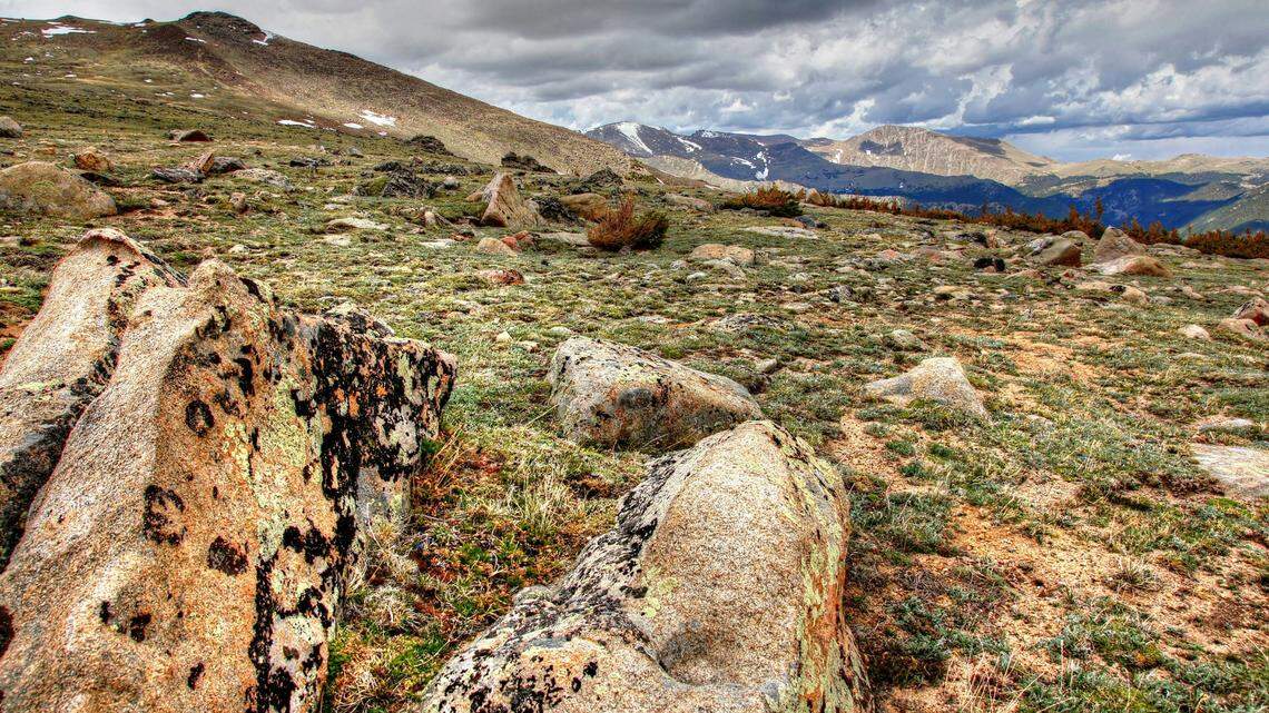 Wildlife officials cared for orphaned newborn creatures that “looked like Twinkies” and fattened them up for hibernation before releasing them in Colorado, photos and video shows.