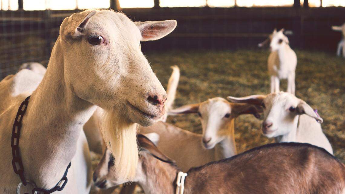 An elusive predator was captured and killed after hunting goats (not the ones pictured here) in a Colorado town, officials said.