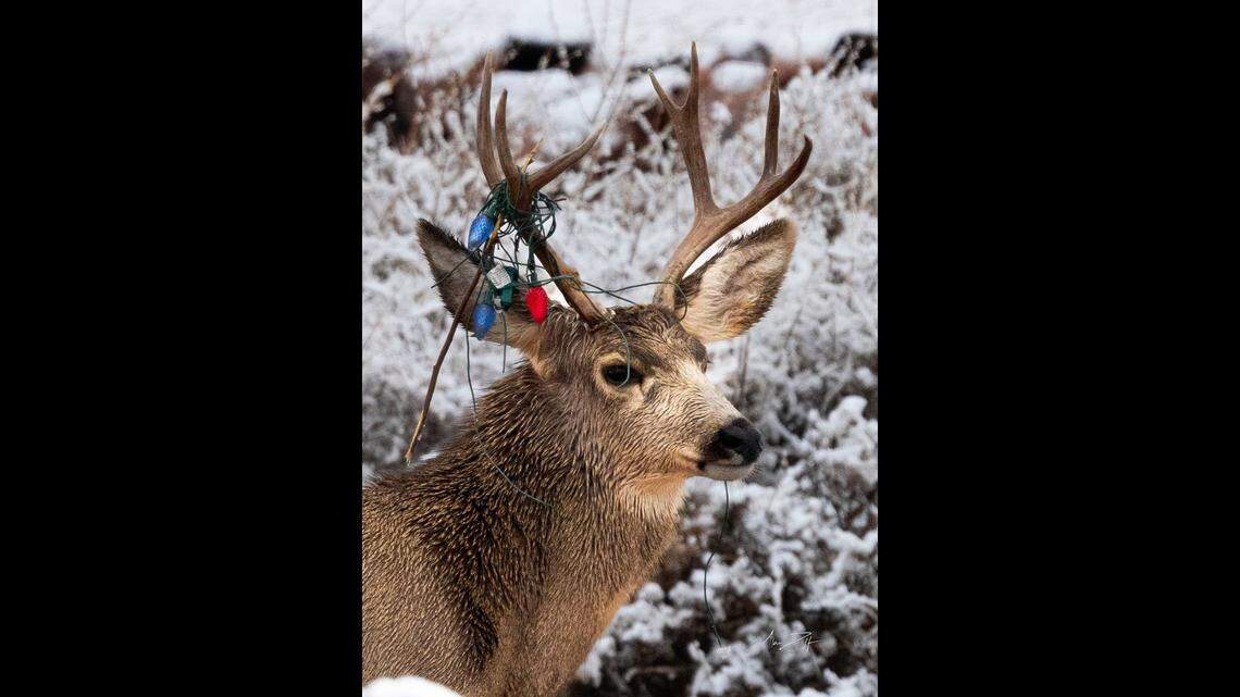 Deer have been getting tangled in holiday decorations in Colorado, wildlife officials say.