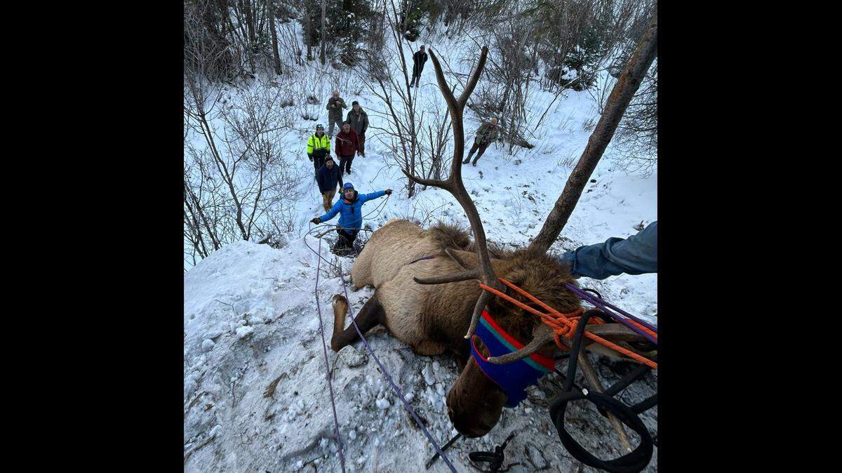 A group of ice climbers helped wildlife officials rescue an elk after they found it tangled in a climbing rope on a Colorado mountain.