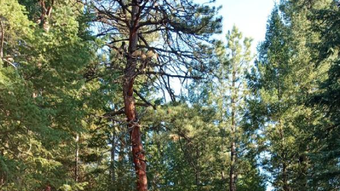 The deer was freed from the trap, officials said.