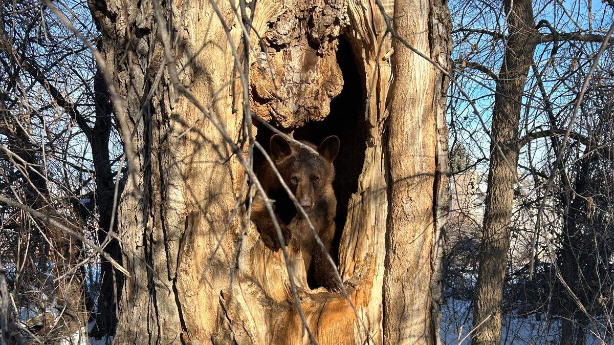 A bear has been refusing to go to sleep for winter hibernation for weeks in Colorado.