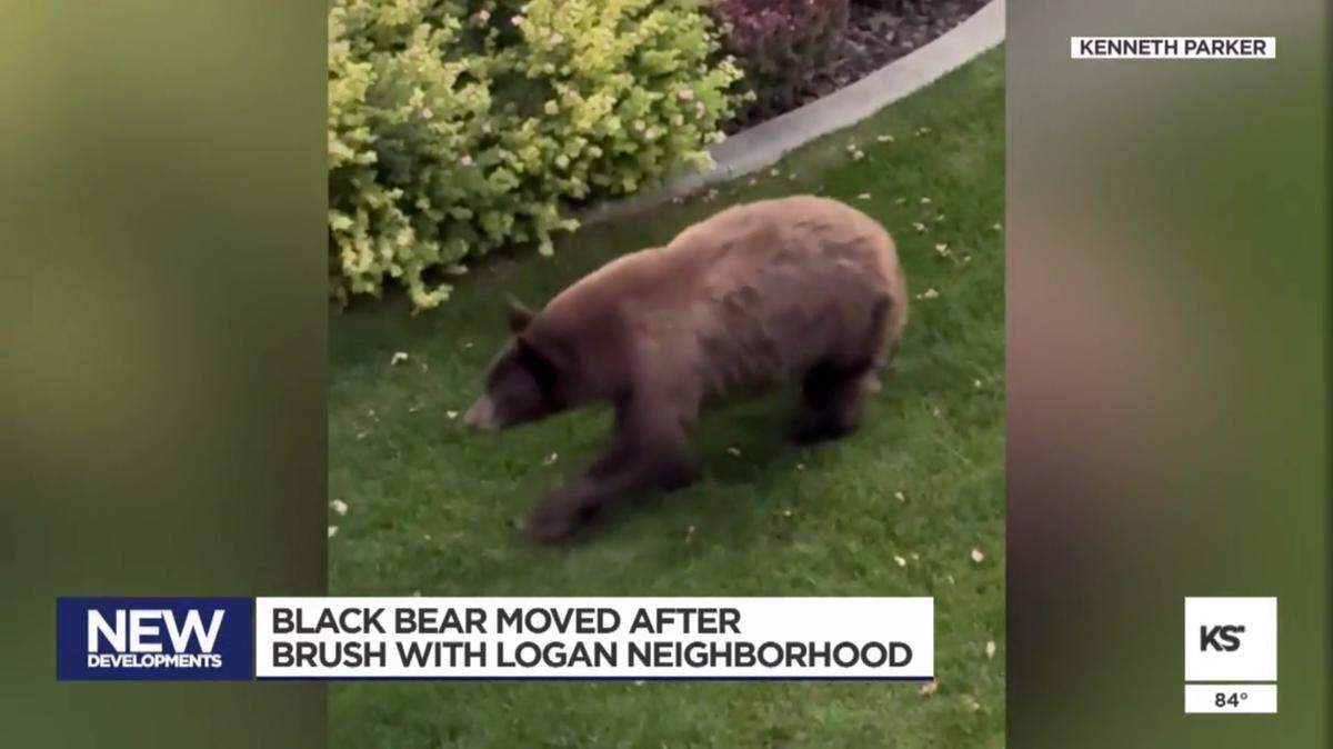 A bear spent an afternoon roaming through backyards in a Utah neighborhood in the foothills, video shows.