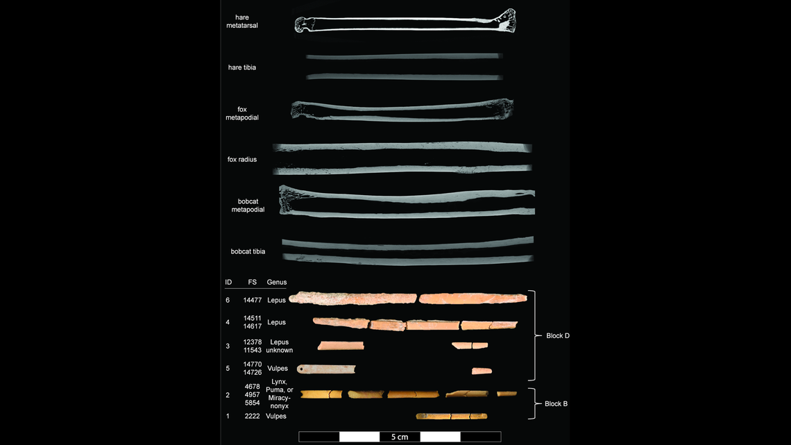 Archaeologists identified the bones of fur-bearing animals used as sewing needles in early North American societies.
