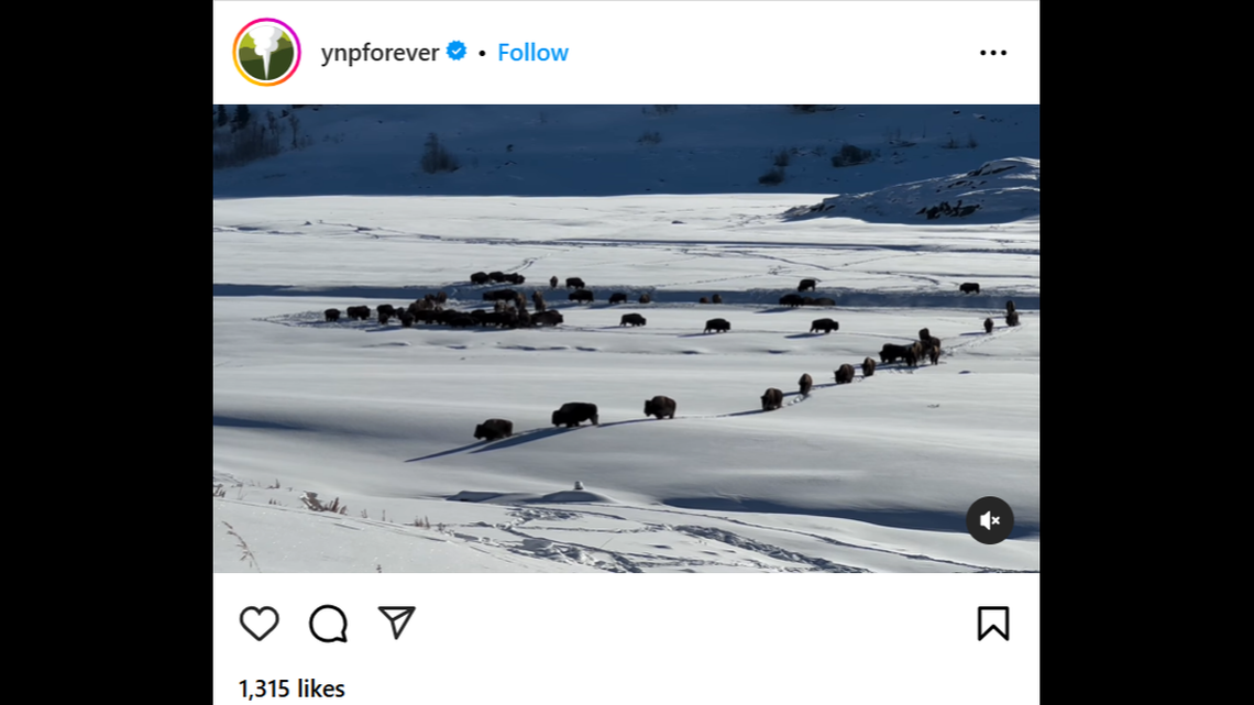 A huge herd of bison trekked through deep snow in Yellowstone National Park, surreal video shows.