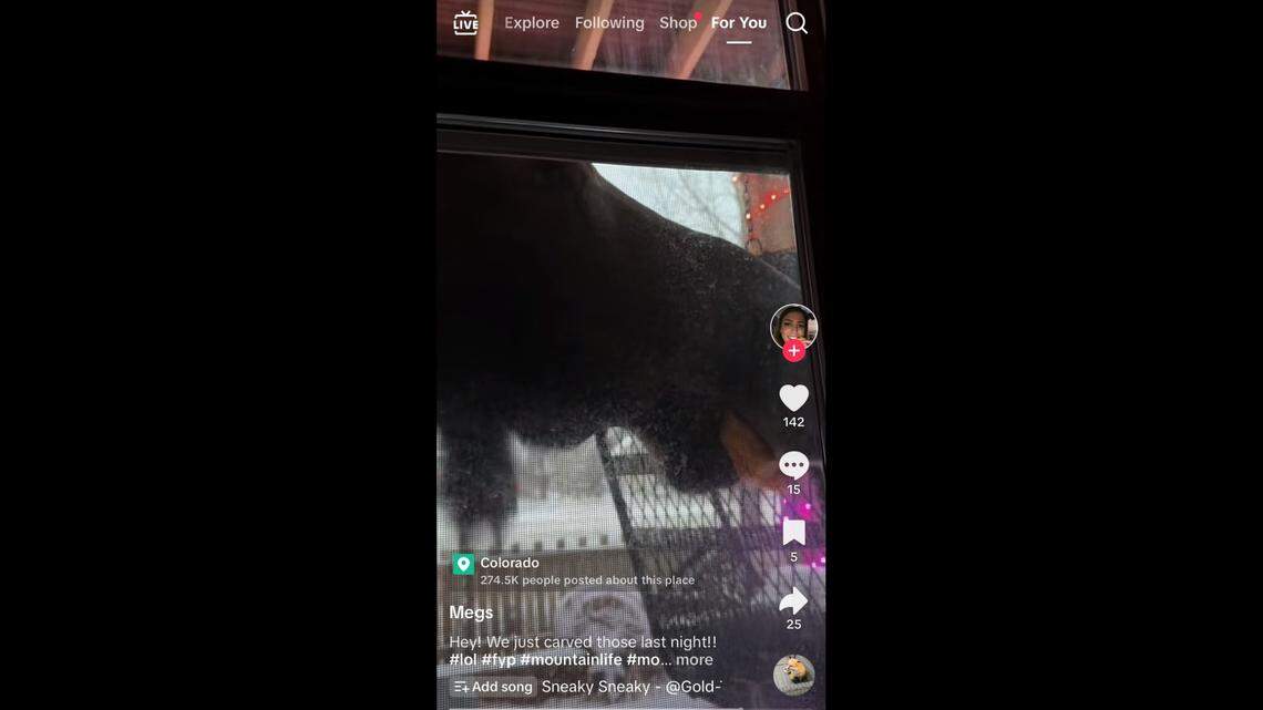 A family of moose helped themselves to fresh carved pumpkins in Colorado.