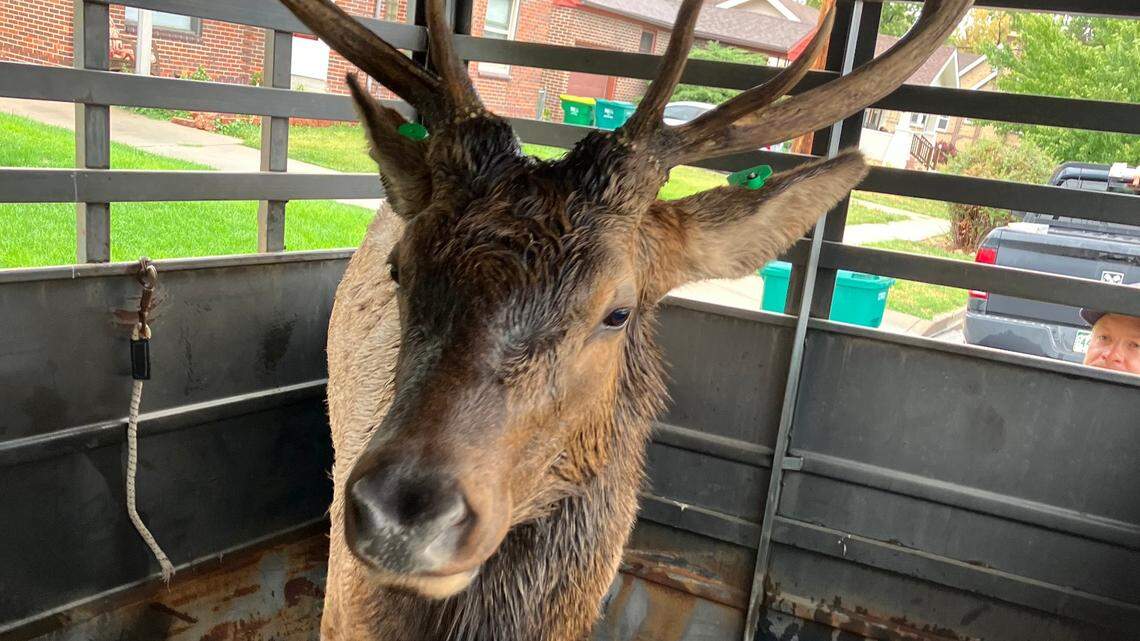 A bull elk wandered through crowded Colorado cities looking for love during the height of mating season, also known as the rut, wildlife officials said.