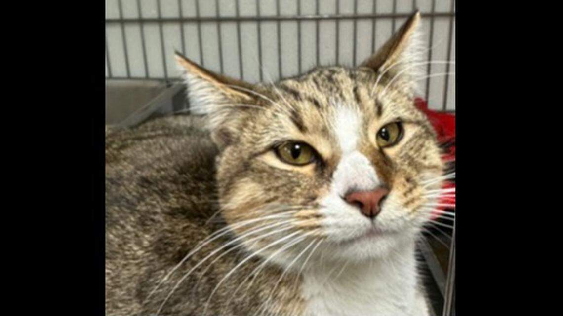 Tyler the cat disappeared at a Nevada truck stop — then turned up five days later in Wyoming. 
