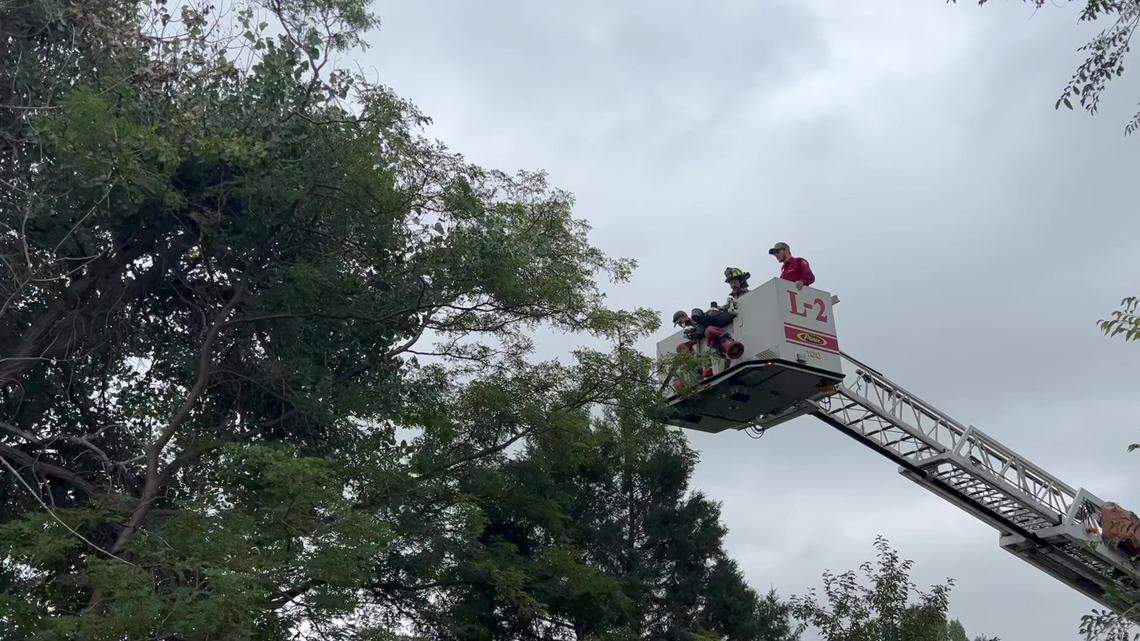 Police, fire and wildlife officials hopped in a boom lift to rescue an injured bear that climbed up a tree in a Wyoming park.