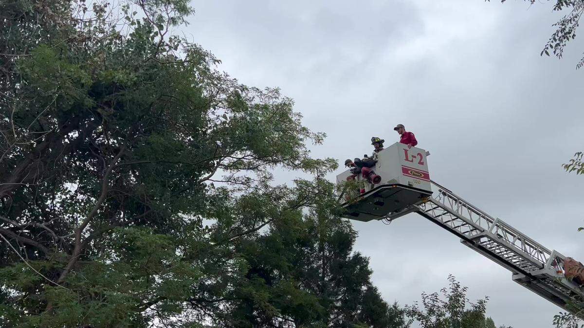 Police, fire and wildlife officials hopped in a boom lift to rescue an injured bear that climbed up a tree in a Wyoming park.