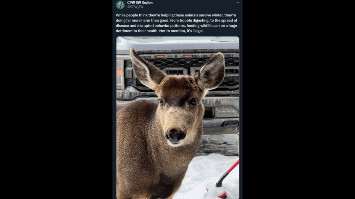 Close-up photos show the deer staring straight at a homeowner as if it’s expecting a treat.