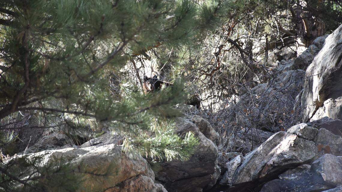 An orphaned bear cub was rescued after a homeowner spotted it wandering their property all alone without its mom.