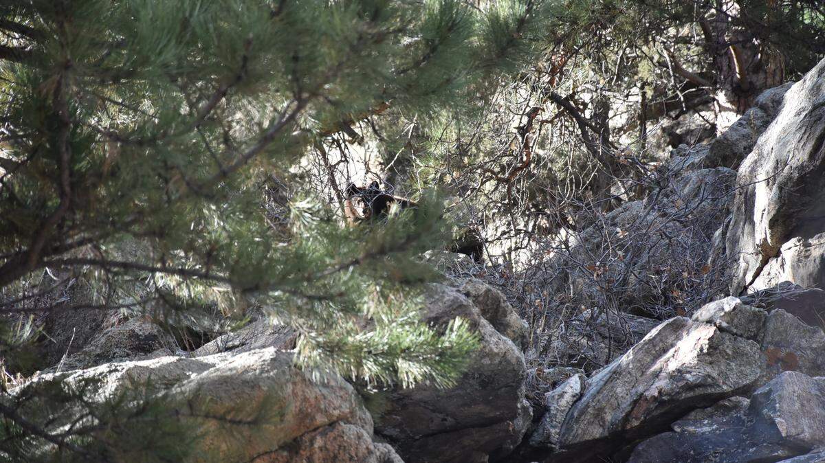 An orphaned bear cub was rescued after a homeowner spotted it wandering their property all alone without its mom.