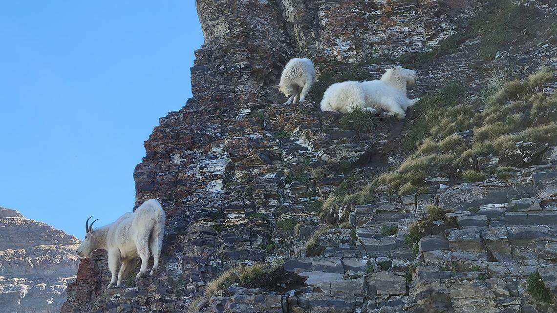 Mountain goats have killed three dogs in as many weeks on a Utah mountain popular with hikers and campers.