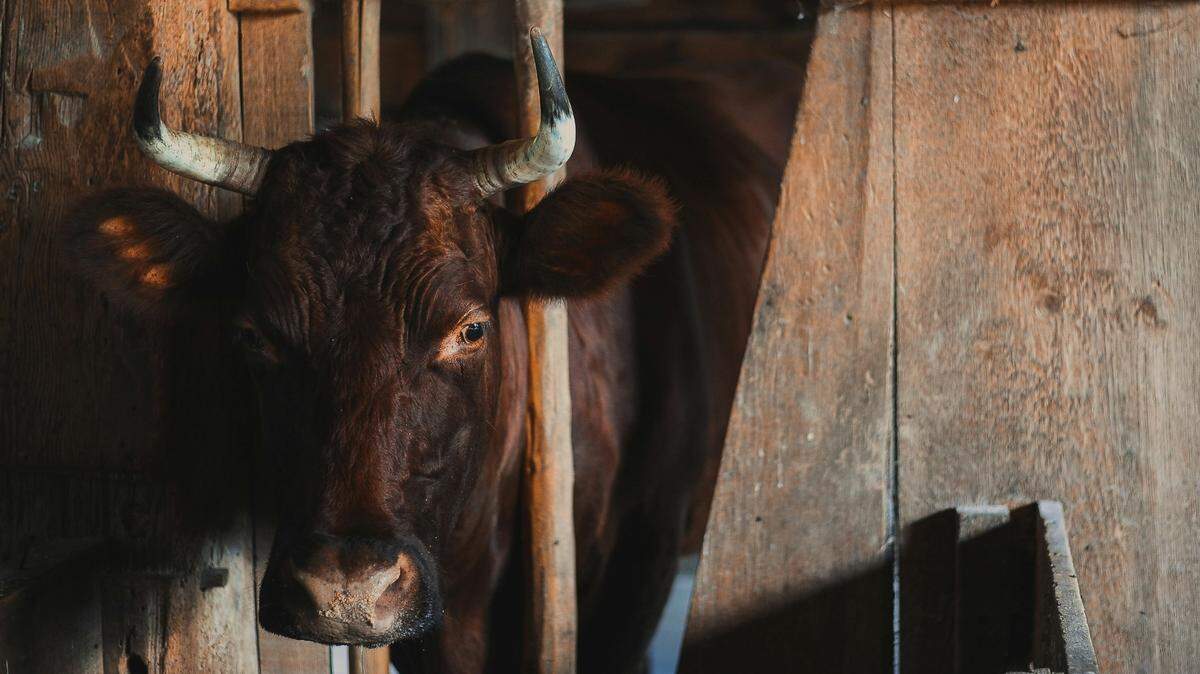 A man was gored by a bull in a Utah ghost town — and a fight broke out between the bull’s owner and its caretaker, cops said.