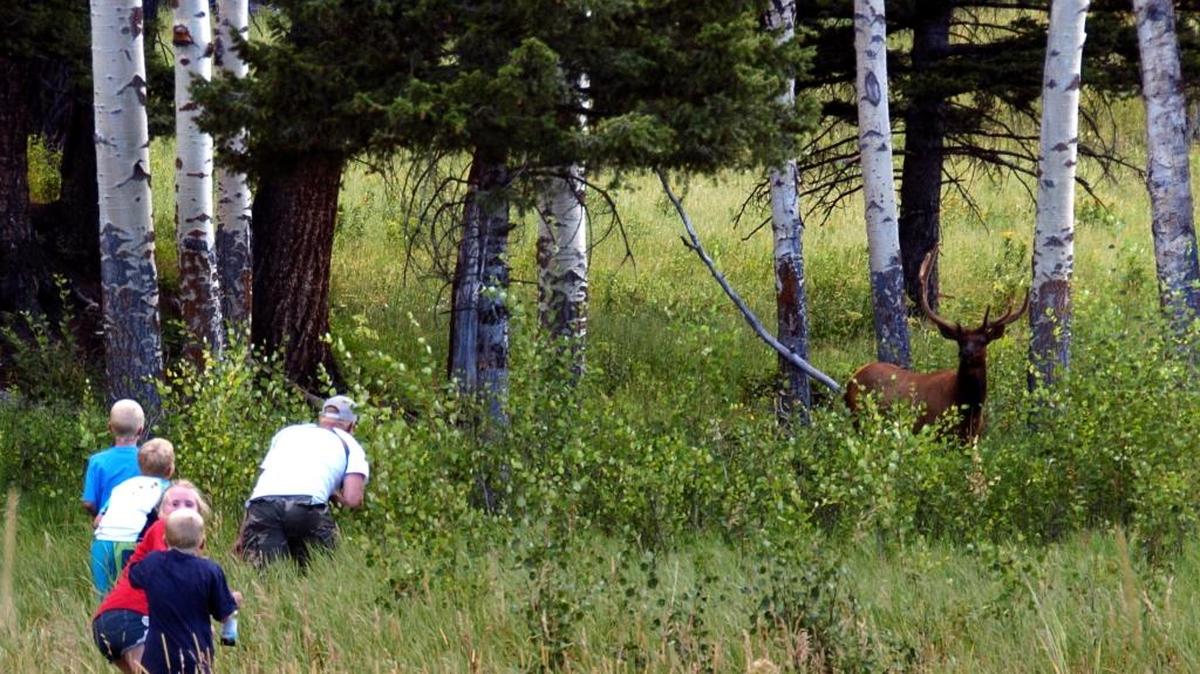 Yellowstone National Park tourist John Gleason moves in on a large bull elk as two of his children and two children of friends follow the Walla Walla, Wash., man.