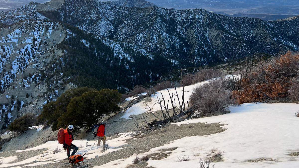 “Tiny” the tracking hound was stranded on a Colorado cliff face overnight until rescuers could reach her, photos show.
