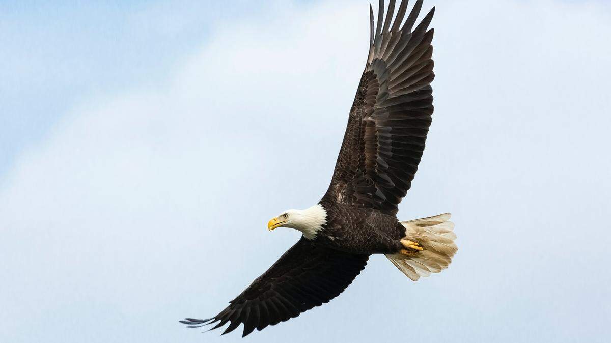 Two men are charged with conspiring to kill thousands of federally protected eagles on the Flathead Indian Reservation in Montana and sell them on the black market.
