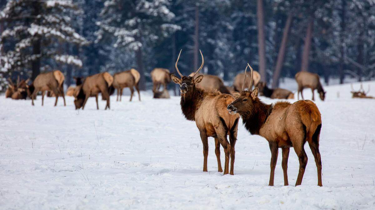 Game wardens seek information about poacher who decapitated elk and buck and wasted the rest in Montana.