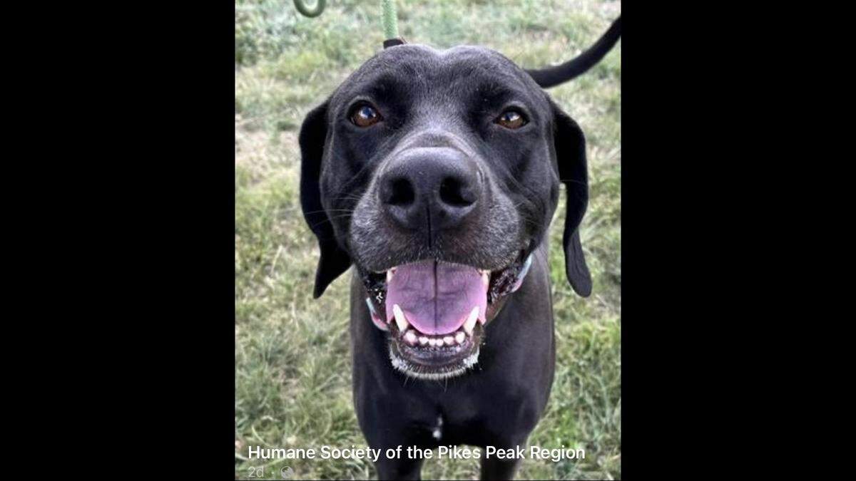 Giselle’s journey concluded with a joyful adoption.