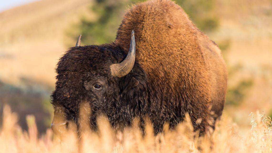 The incident happened at a popular geyser in the park, officials said.