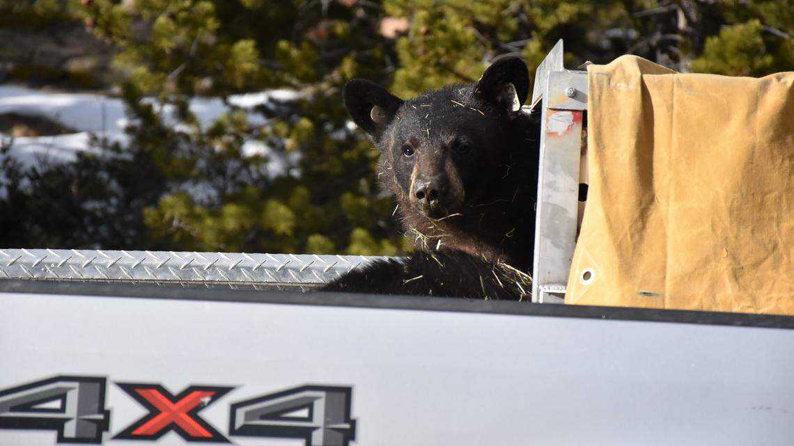 A bear cub nearly plowed right into a wildlife photographer during a release in Colorado, photos and video shows.