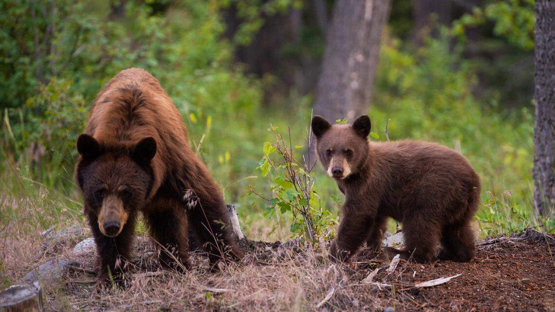 A mother bear and her two cubs (not the bears pictured) were killed and dumped in Colorado, officials said.