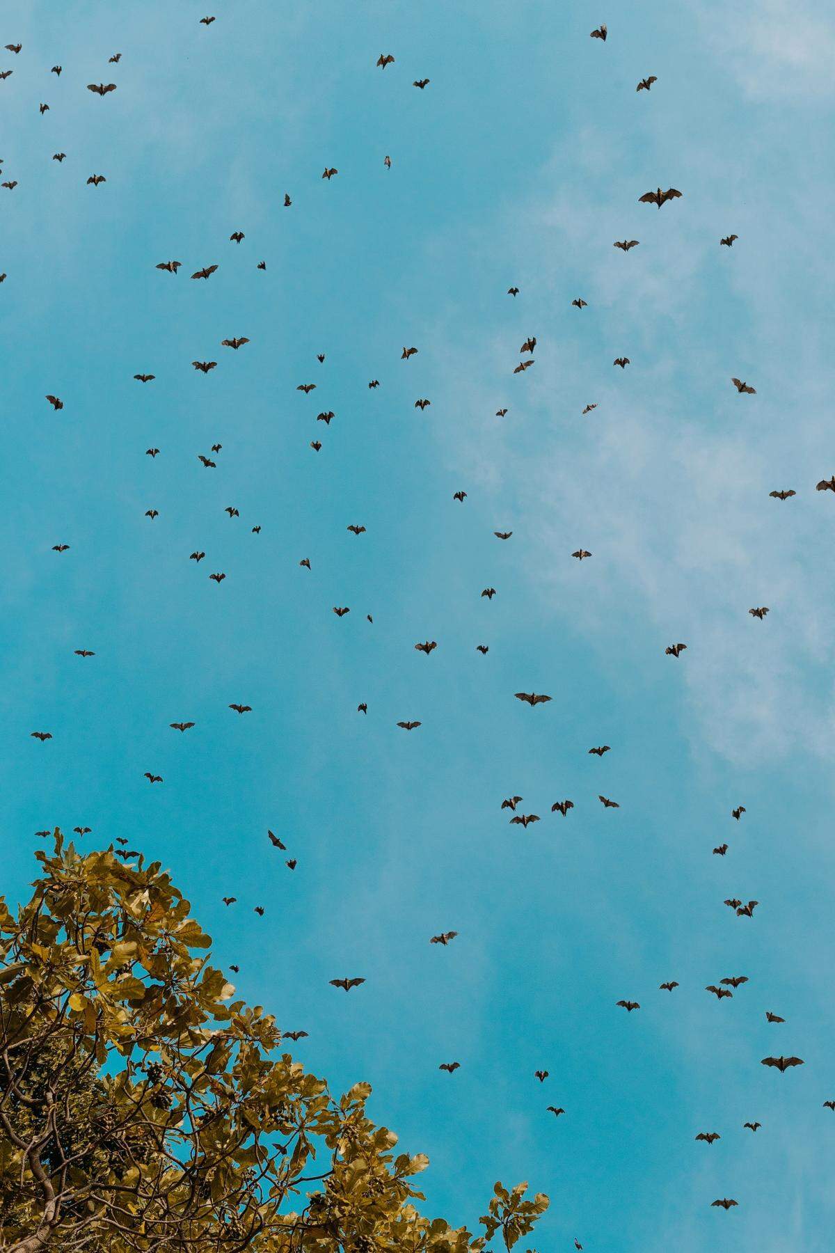 Three bats infected with rabies have been reported in San Luis Obispo County as of June 2025, county public health officials said.