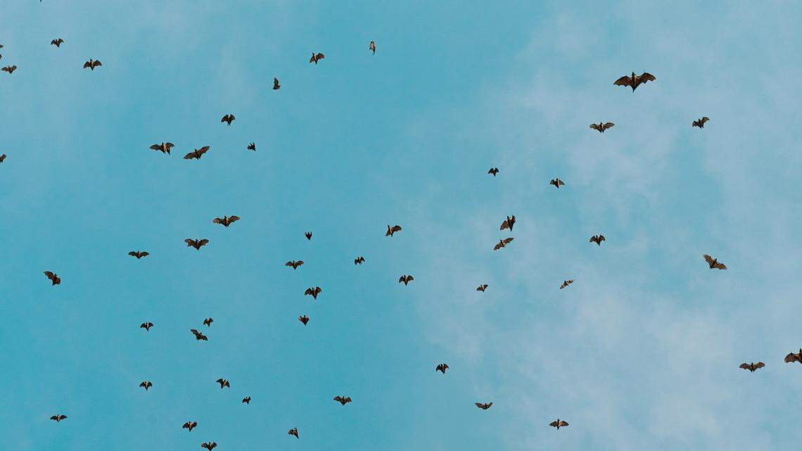 Bats are acting erratically in Arches National Park, and a visitor was even bitten. Then a bat turned up with rabies. 