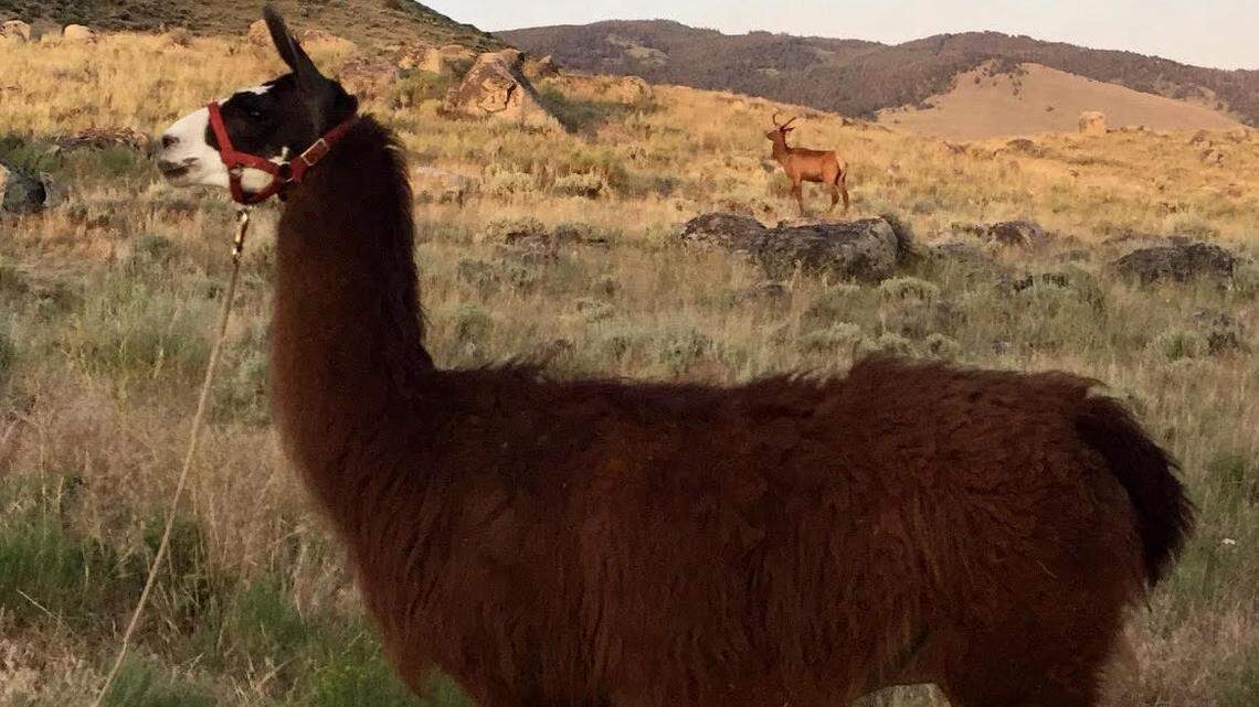 Joaquin the pack llama bolted when a herd of bison thundered through their camp and spooked him Aug. 12. He’s been missing ever since.