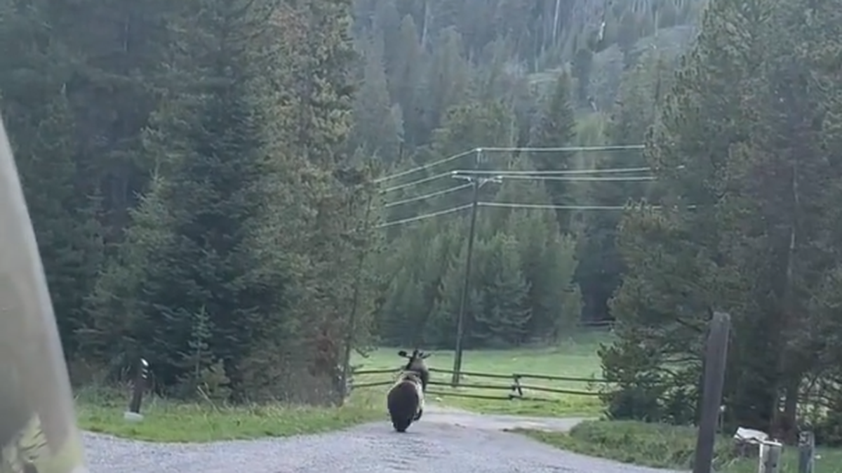 A wildlife podcaster and bear biologist captured chilling video of a grizzly chasing a moose at the same Montana campsite where a bear once killed a camper.