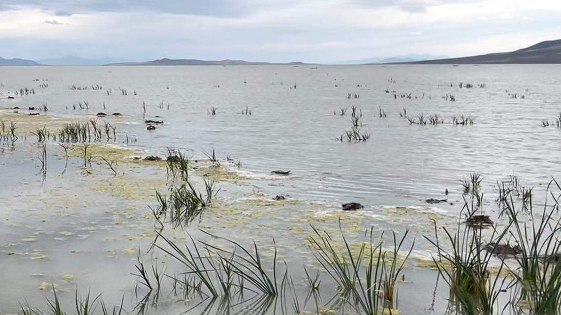 Wildilfe officials search for answers after tens of thousands of birds turned up dead in northern Utah.