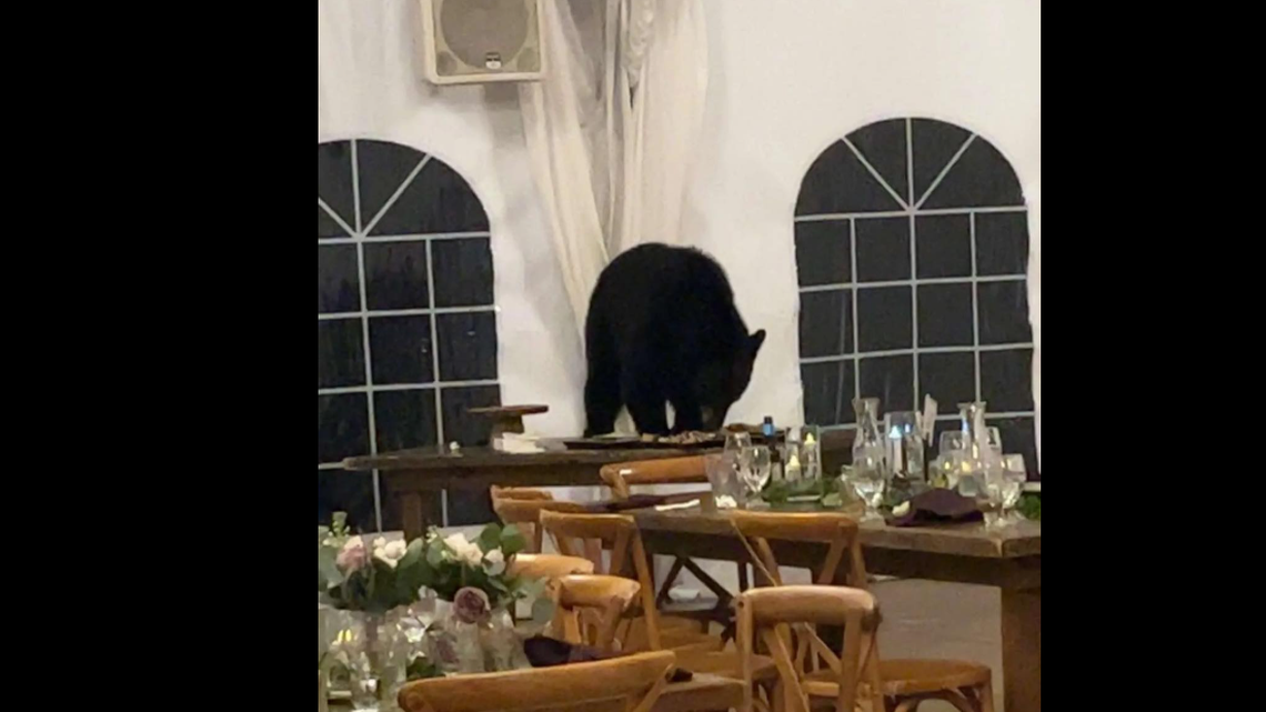 A black bear crashed a wedding and gobbled all the cannolis in the dessert bar, photo shows.