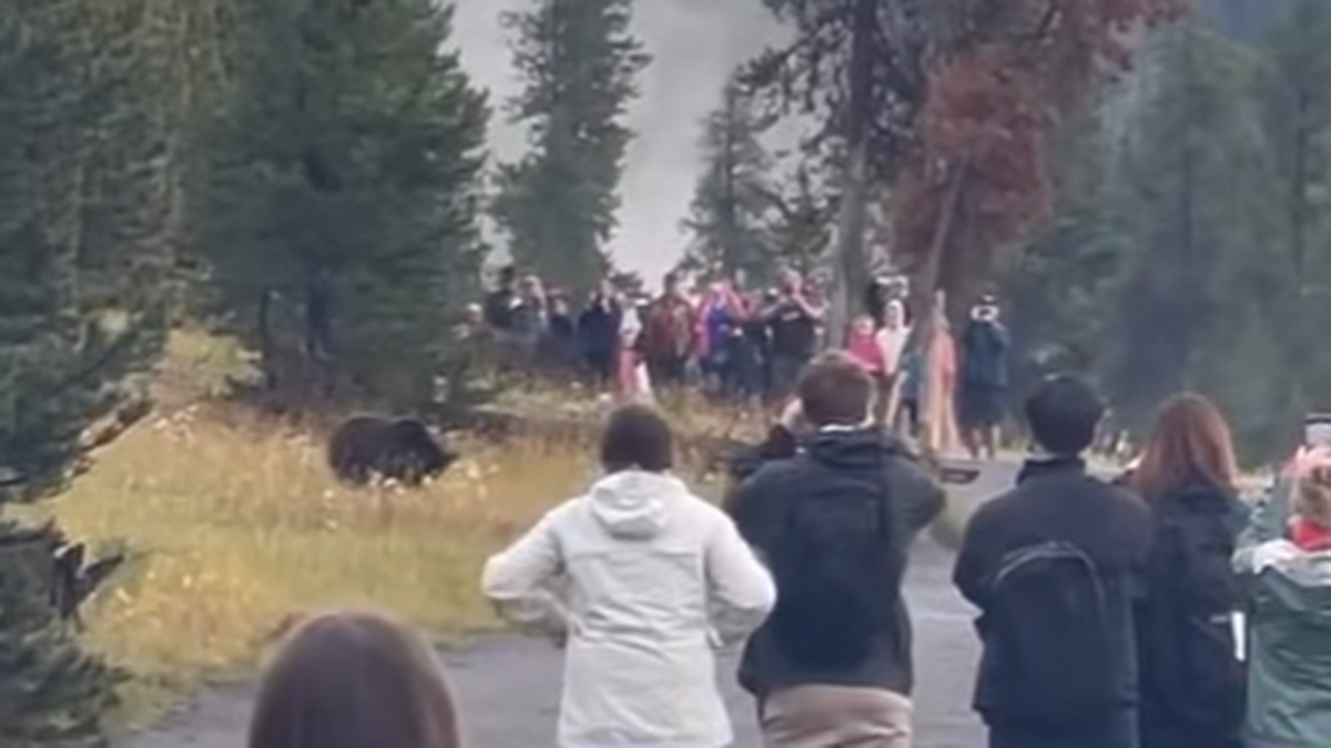 Video shows group of tourists crowding around mama grizzly and her cubs in Yellowstone National Park.