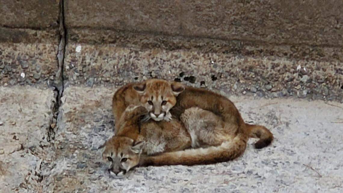 A pair of young mountain lion siblings were rescued from the dam spillway they were trapped in just before water rushed in, photos and video show.