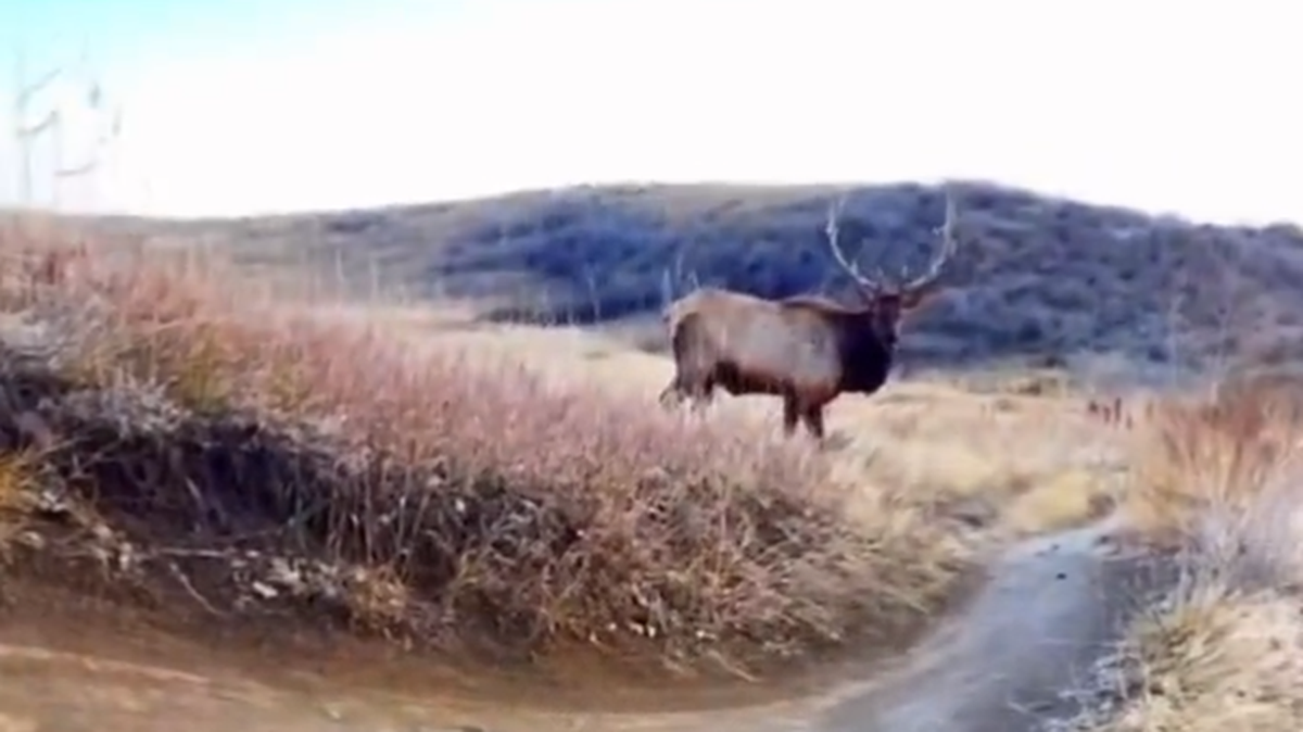 A huge elk crossed a trail right in front of cyclists in the Colorado mountains to get to the greener grass on the other side, video shows.