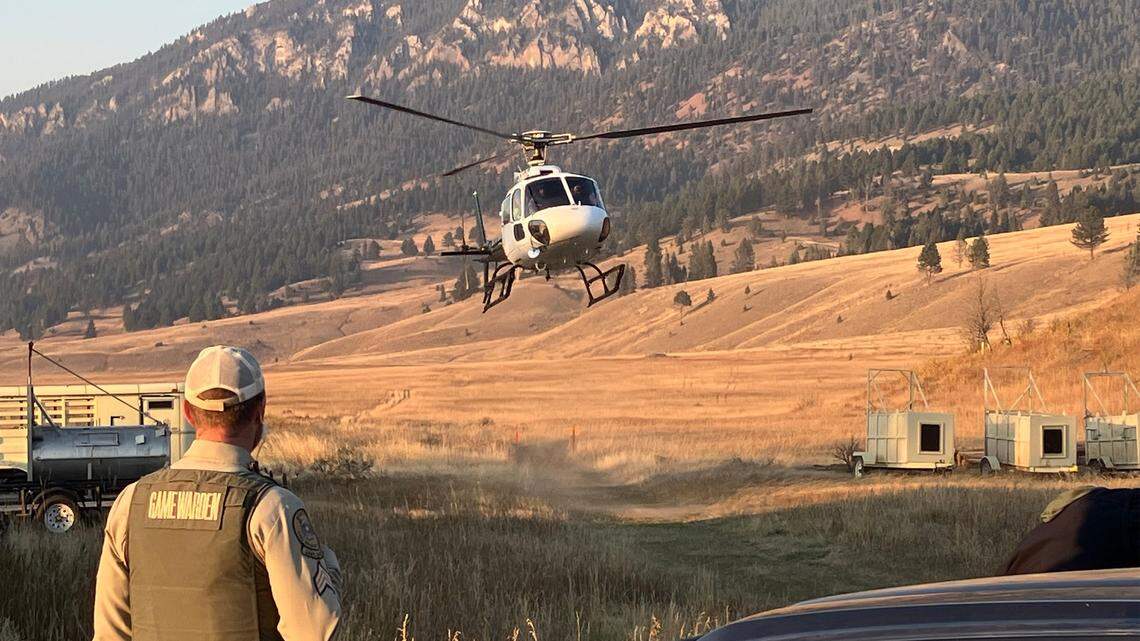 A hunter was transported to safety in a helicopter after he shot a charging mother grizzly from a tree he climbed to escape in Montana’s backcountry, officials said.